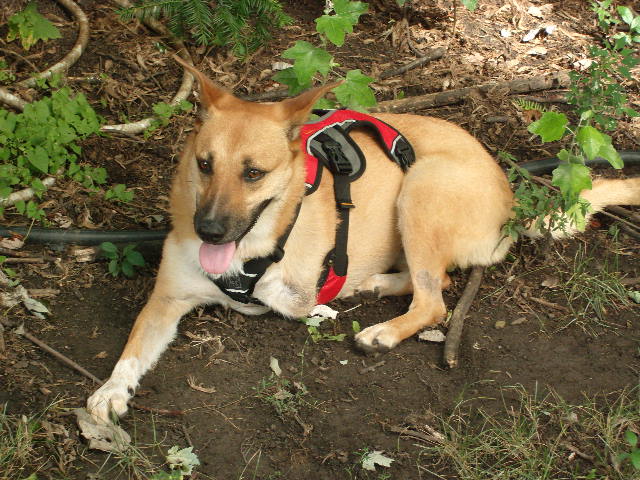 Gabby in her harness